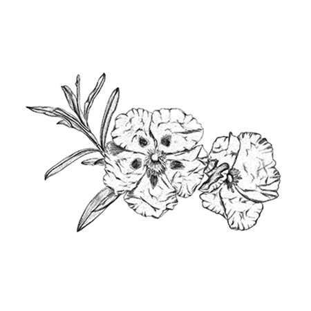 勞丹脂 香材