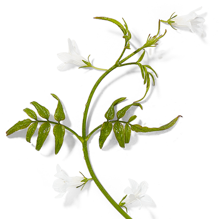 茉莉 香材