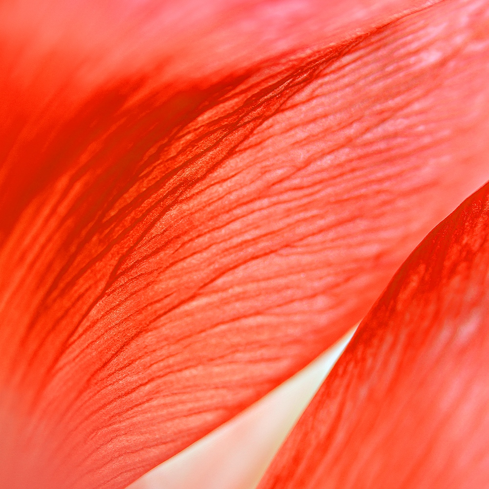 Atelier Cologne 天竺葵細節示意圖