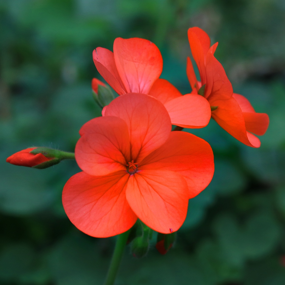 Atelier Cologne 天竺葵示意圖