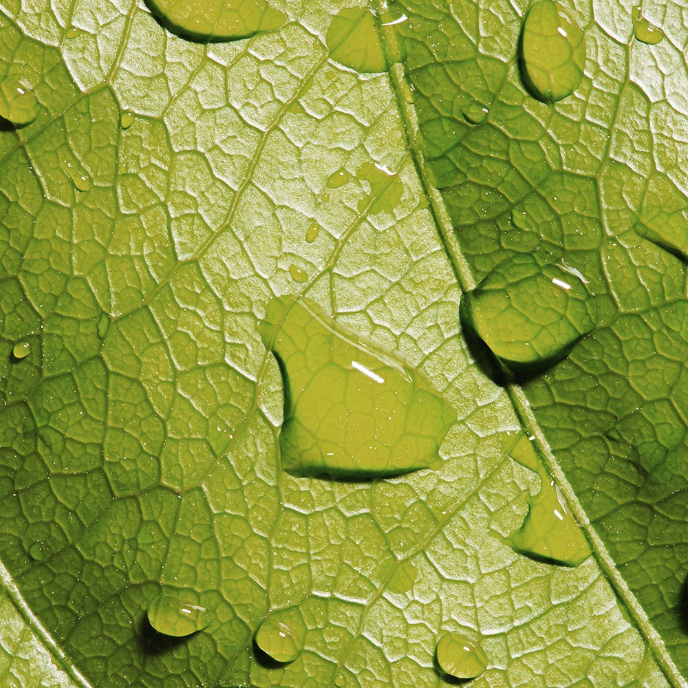 Atelier Cologne 烏龍茶香調細節示意圖