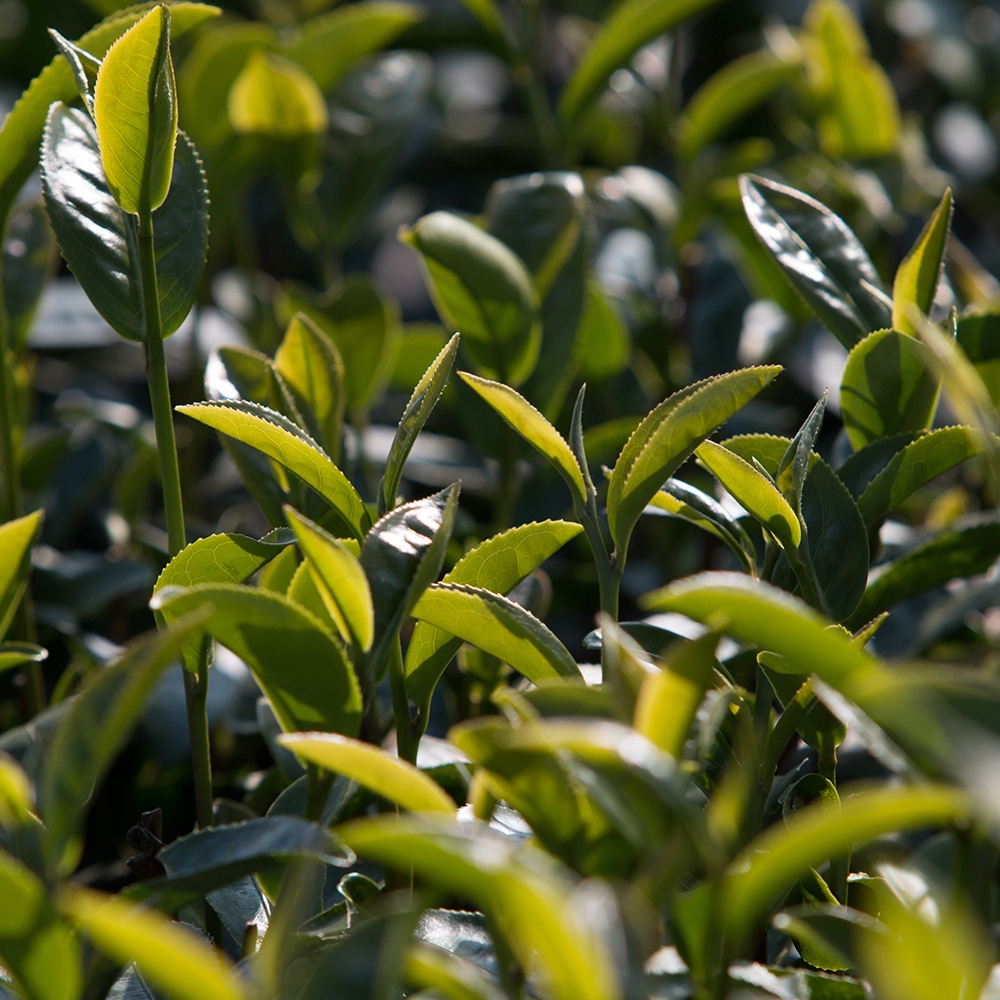 Atelier Cologne 烏龍茶香調示意圖