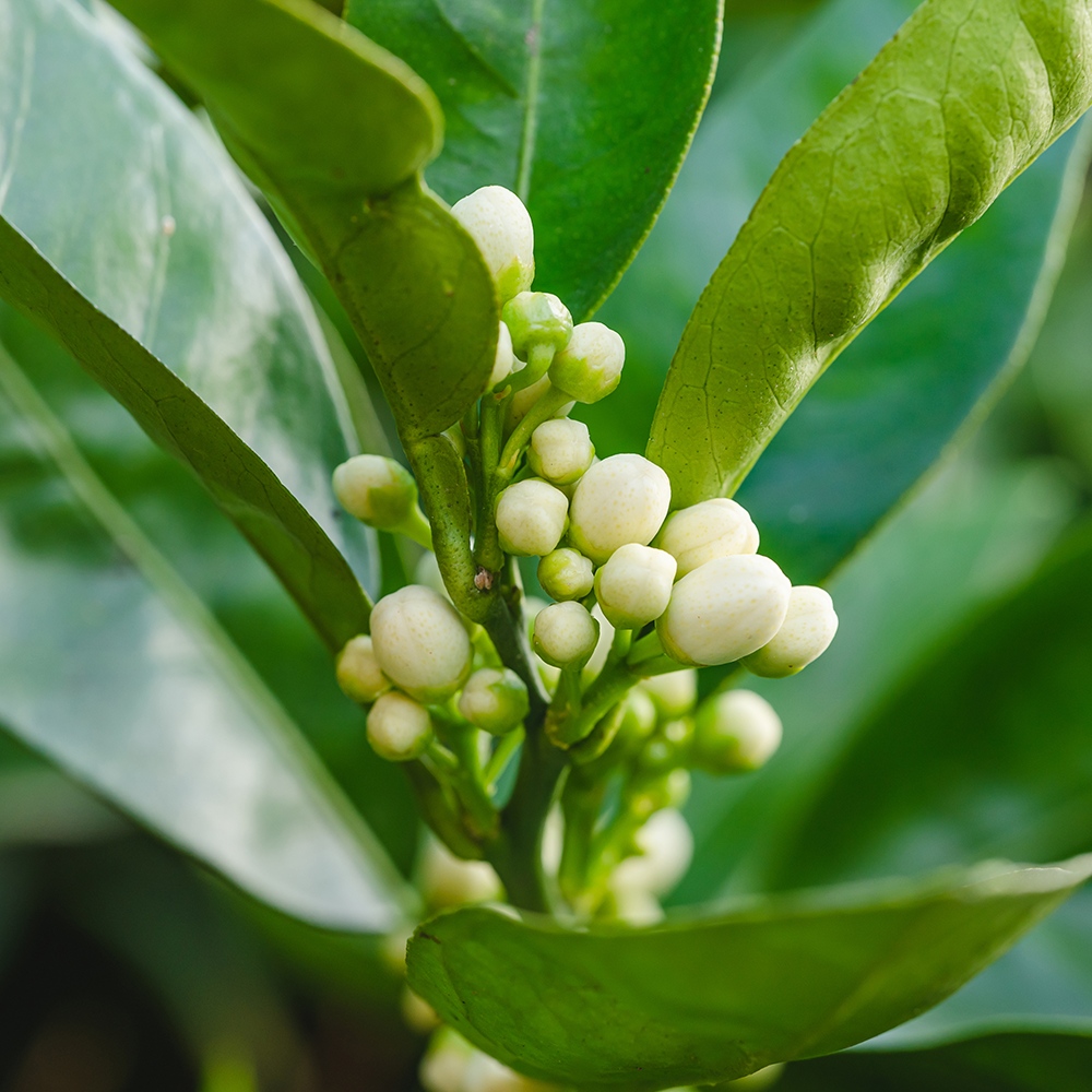 Atelier Cologne 苦橙葉示意圖