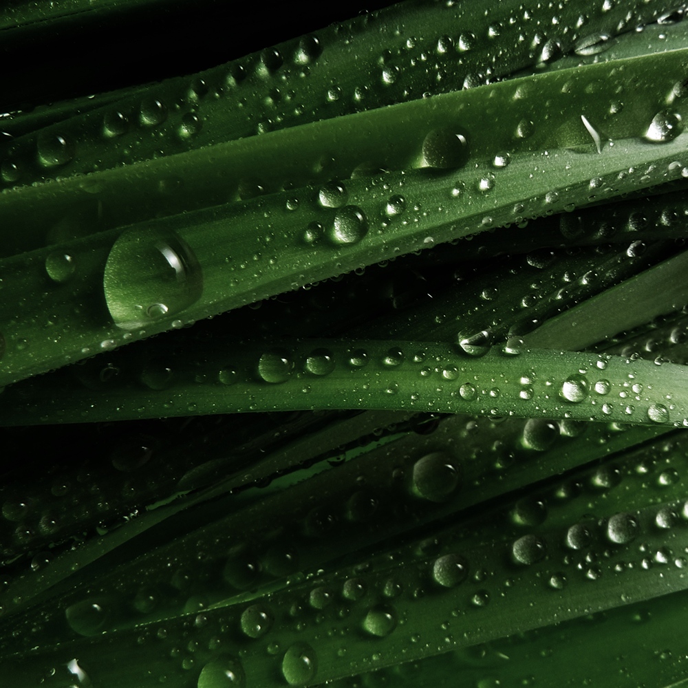 Atelier Cologne 紙莎草細節示意圖