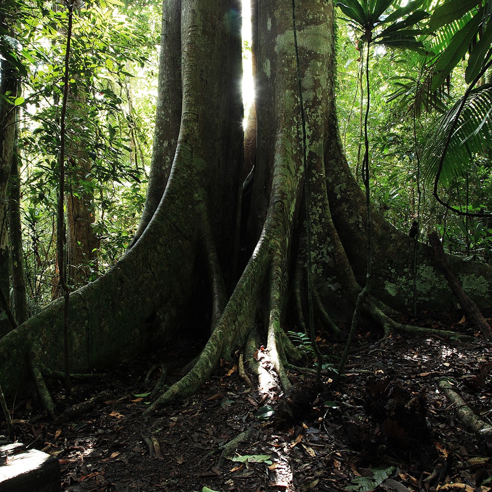 Atelier Cologne 癒創木示意圖