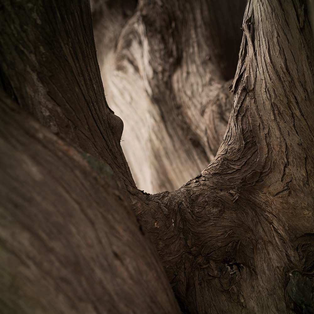 Atelier Cologne 癒創木細節示意圖