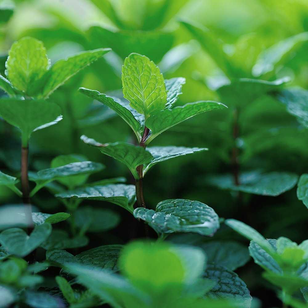 Atelier Cologne 薄荷示意圖