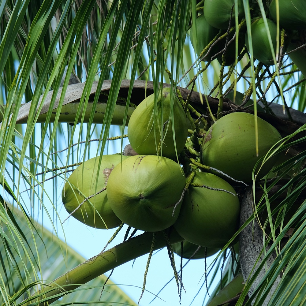 Atelier Cologne 椰子示意圖