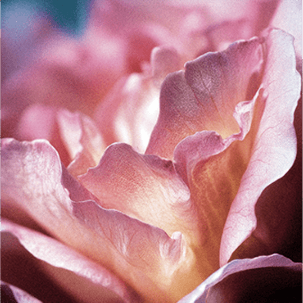 Atelier Cologne 大馬士革玫瑰細節示意圖