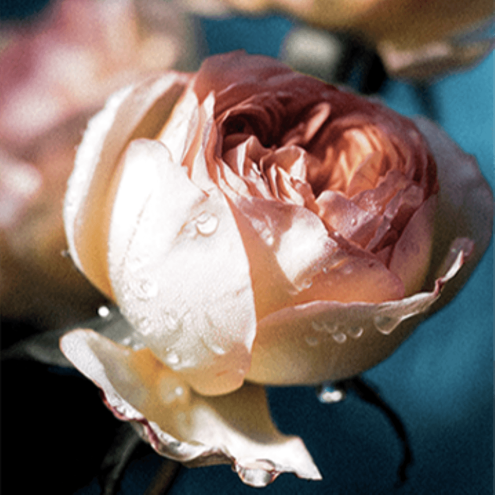 Atelier Cologne 大馬士革玫瑰示意圖