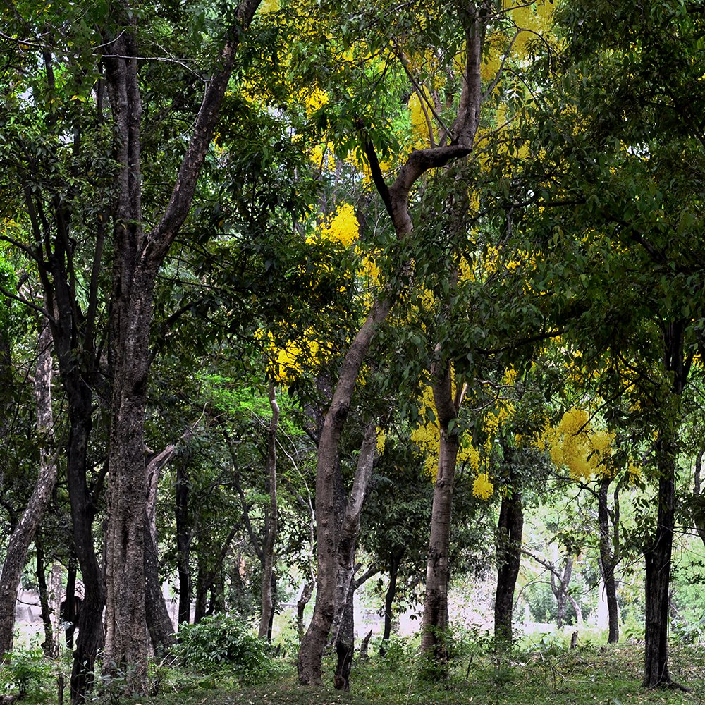 Atelier Cologne 檀香示意圖