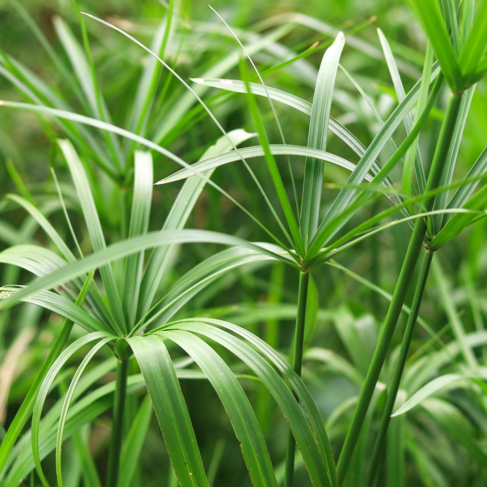 Atelier Cologne 紙莎草示意圖