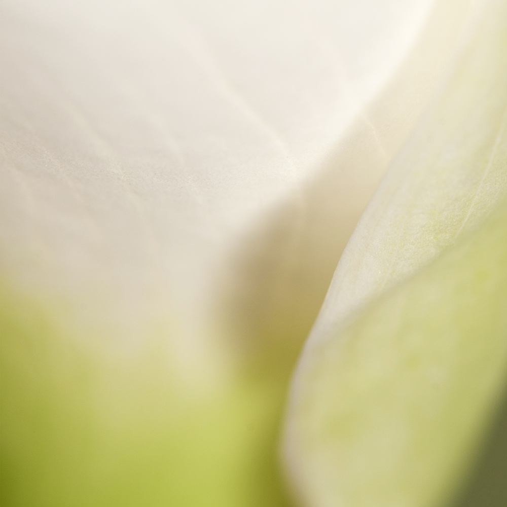 Atelier Cologne 橙花細節示意圖