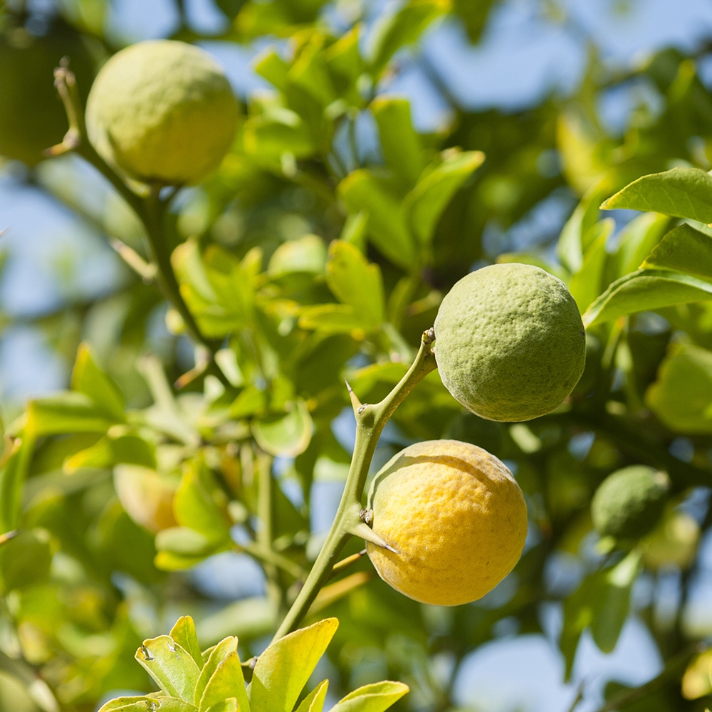 Atelier Cologne 香檸檬示意圖