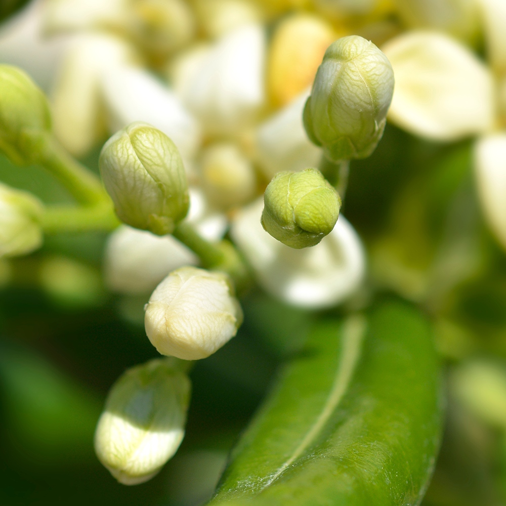 Atelier Cologne 苦橙葉細節示意圖