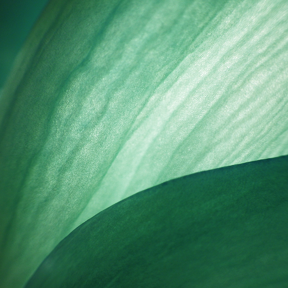 Atelier Cologne 尤加利細節示意圖