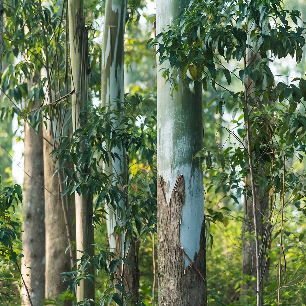 Atelier Cologne 尤加利示意圖