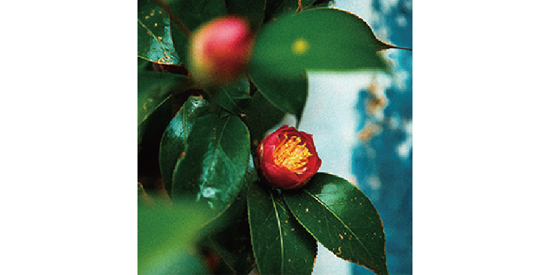 山茶花與綠葉畫面，展現清新柔美的花香氣息
