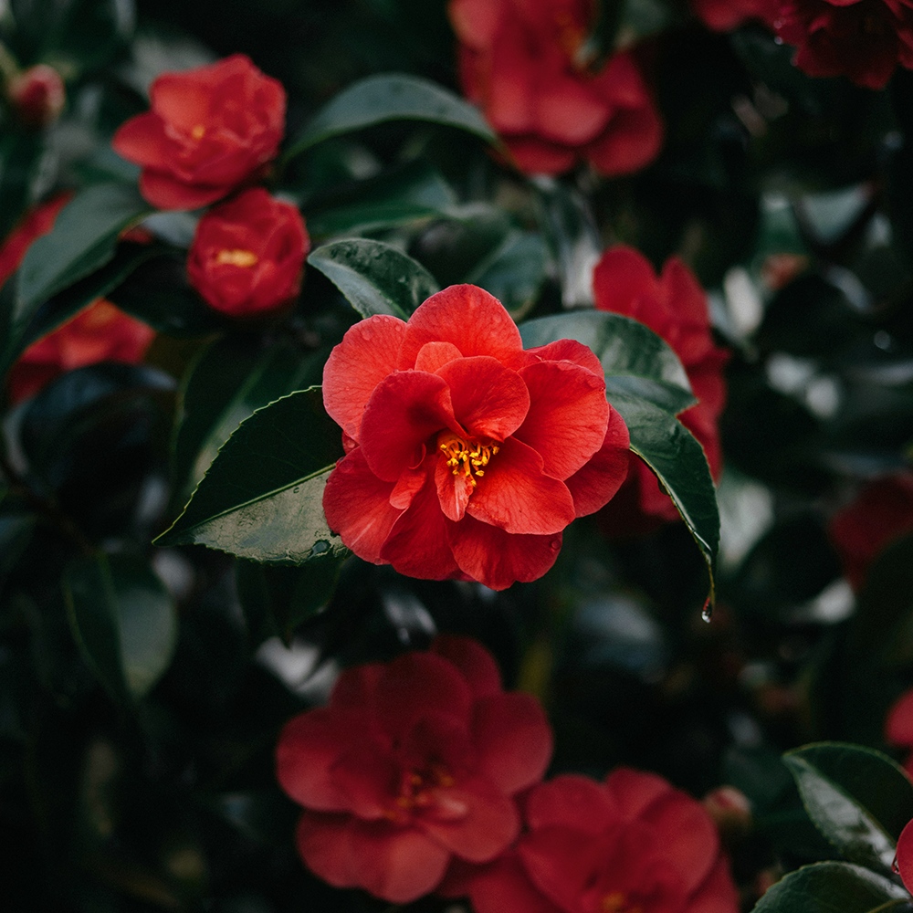 Atelier Cologne 山茶花葉香調示意圖