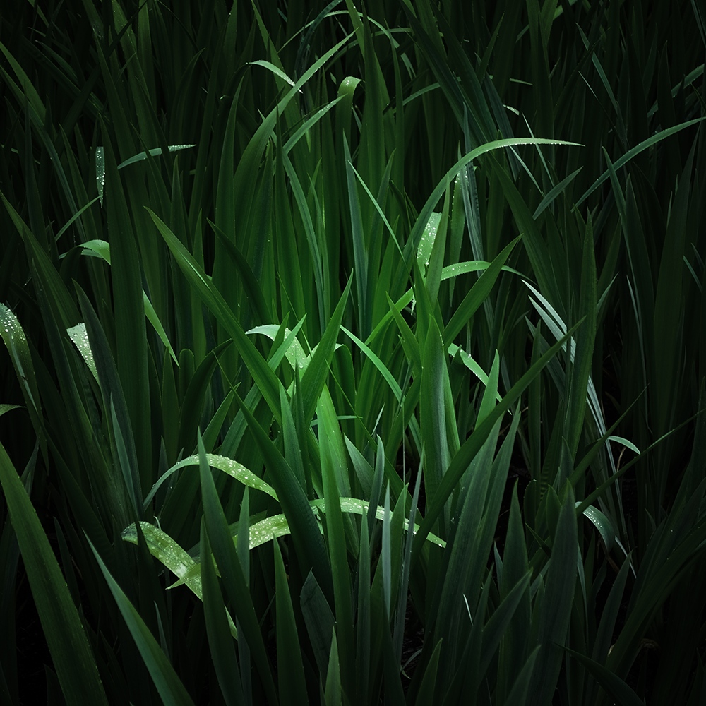 Atelier Cologne 岩蘭草示意圖