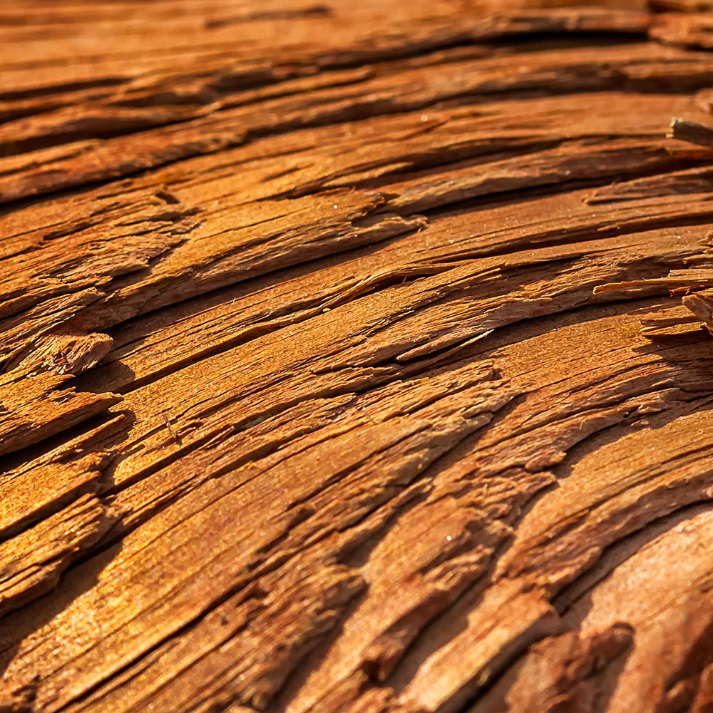 Atelier Cologne 雪松細節示意圖