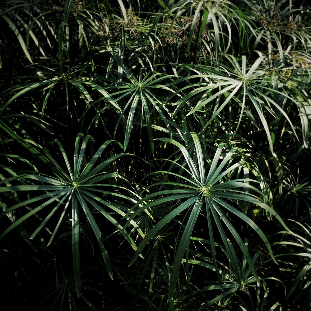 Atelier Cologne 紙莎草示意圖