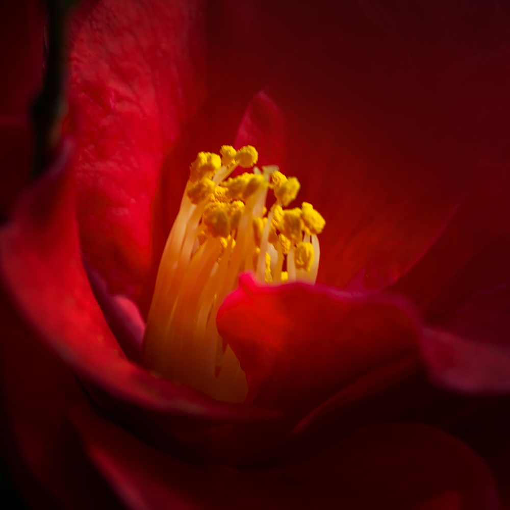 Atelier Cologne 山茶花葉香調細節示意圖