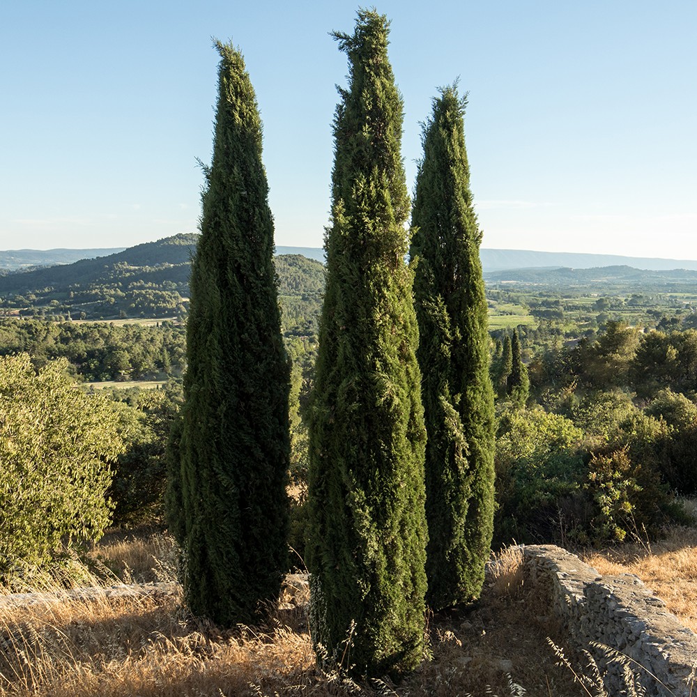 Atelier Cologne 絲柏示意圖