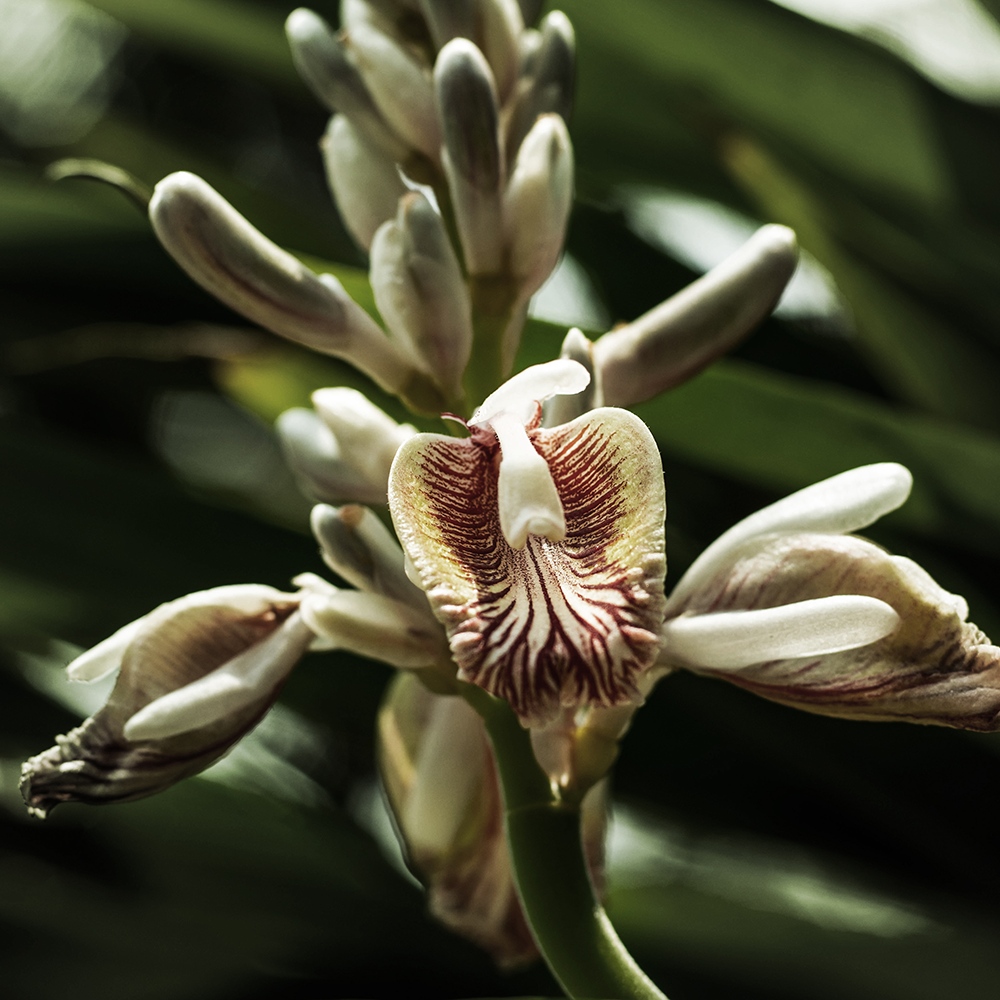 Atelier Cologne 小荳蔻示意圖