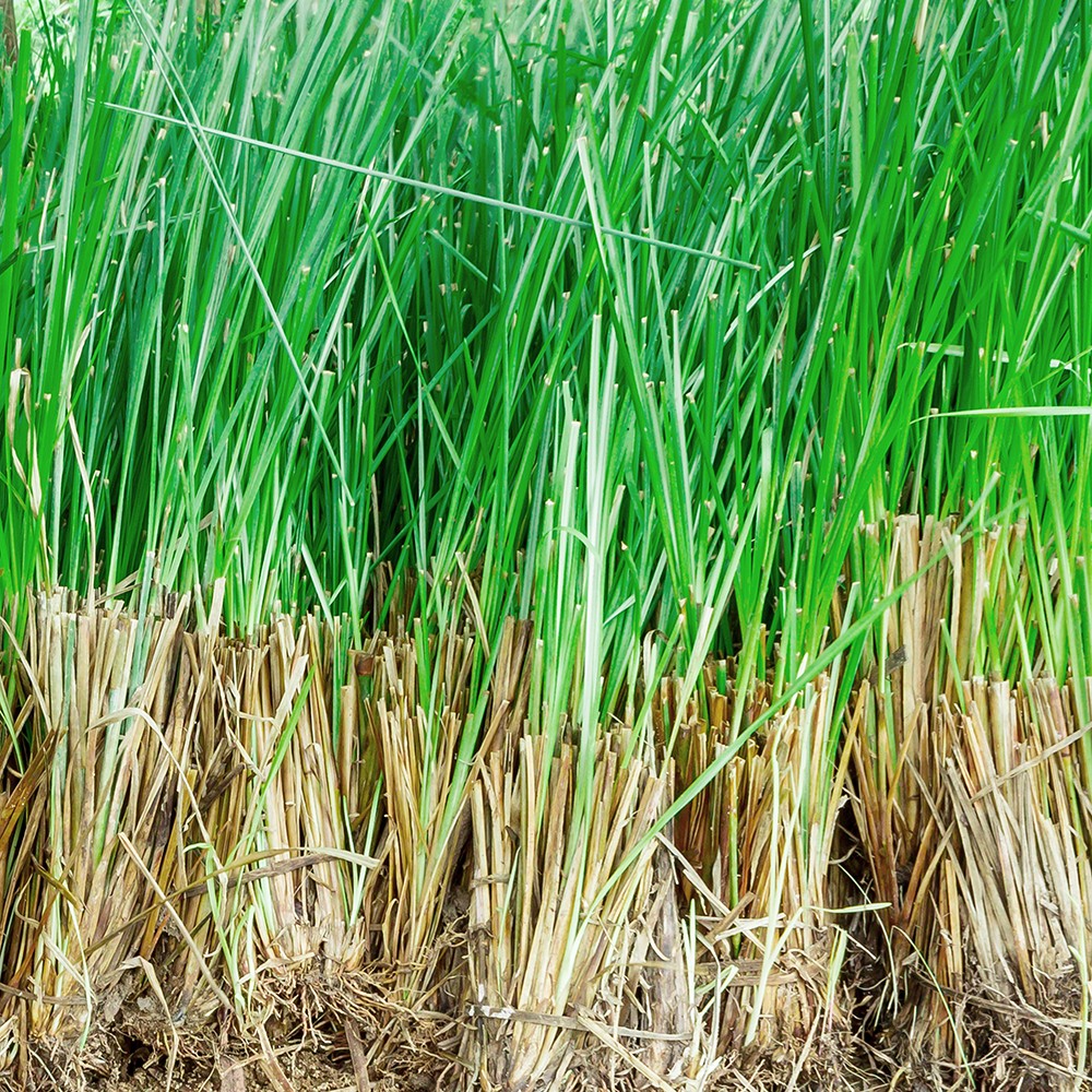 Atelier Cologne 岩蘭草示意圖