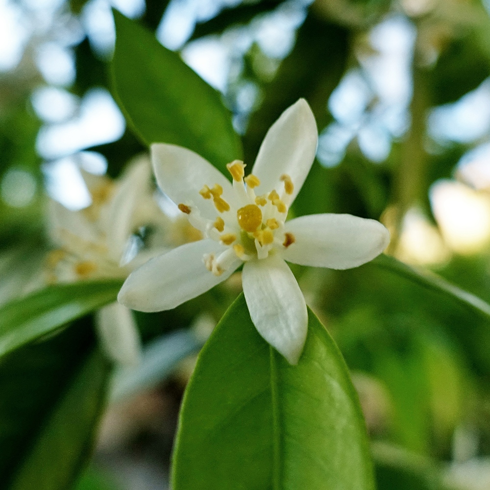 Atelier Cologne 橙花示意圖