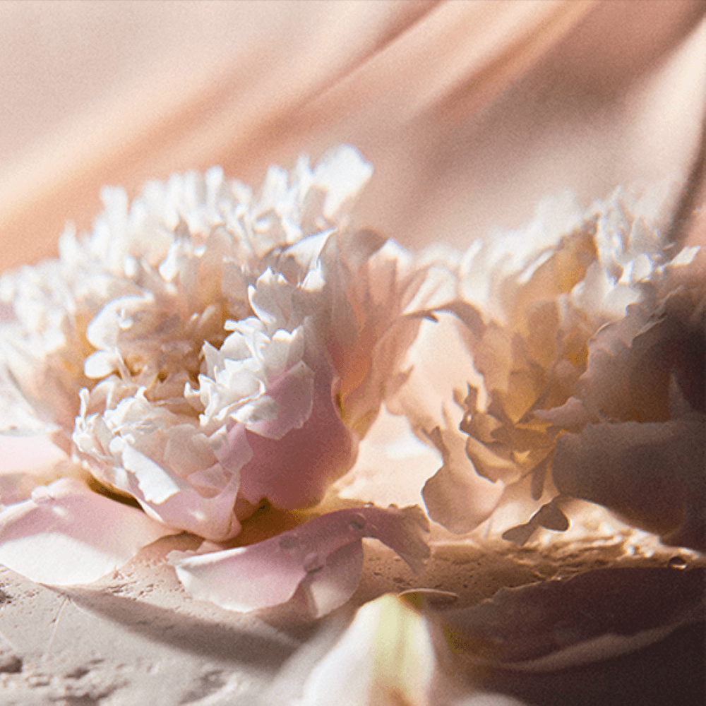 Atelier Cologne 芍藥香調示意圖