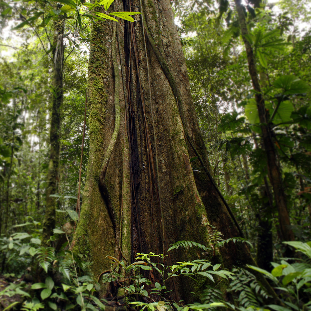 Atelier Cologne 癒創木示意圖