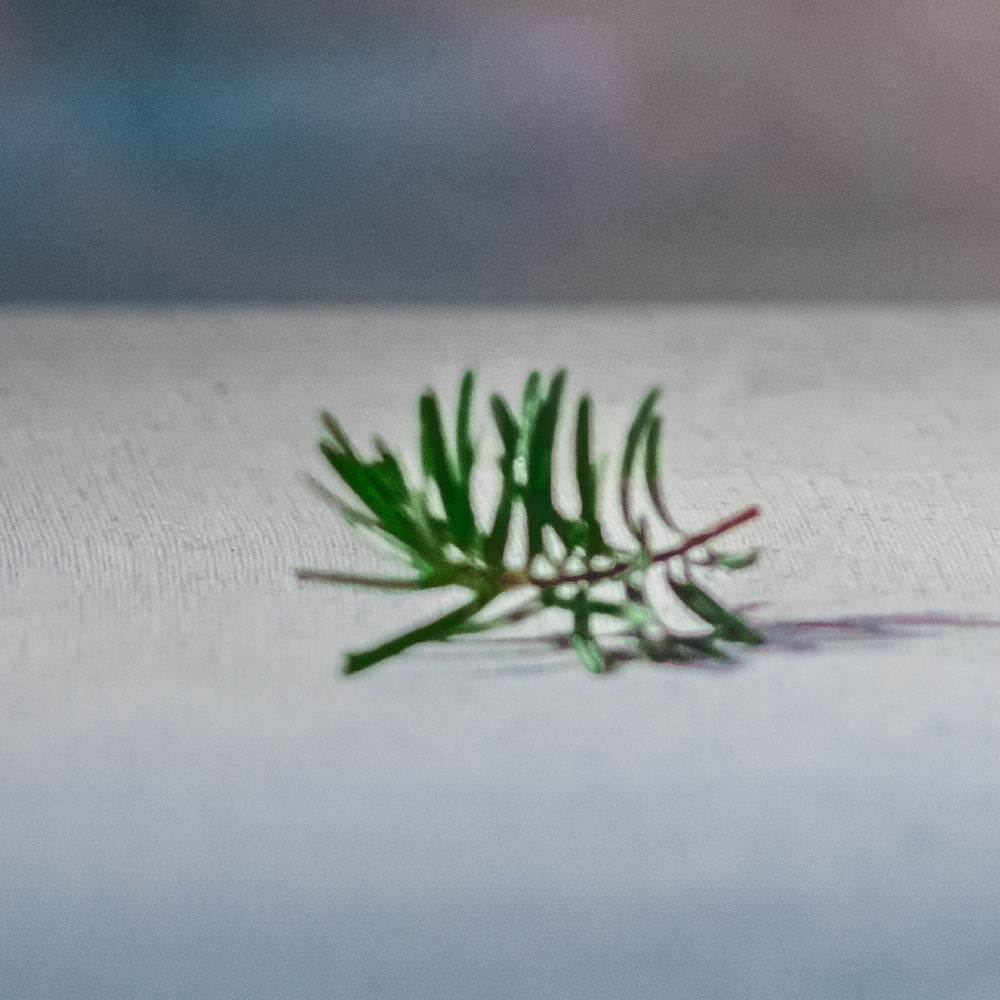 Atelier Cologne 冷杉香脂原精細節示意圖