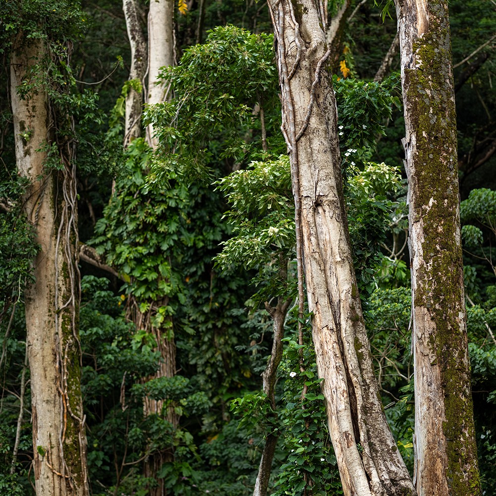 Atelier Cologne 檀香木示意圖
