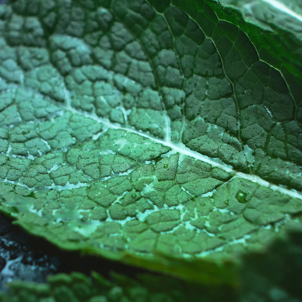 Atelier Cologne 薄荷細節示意圖