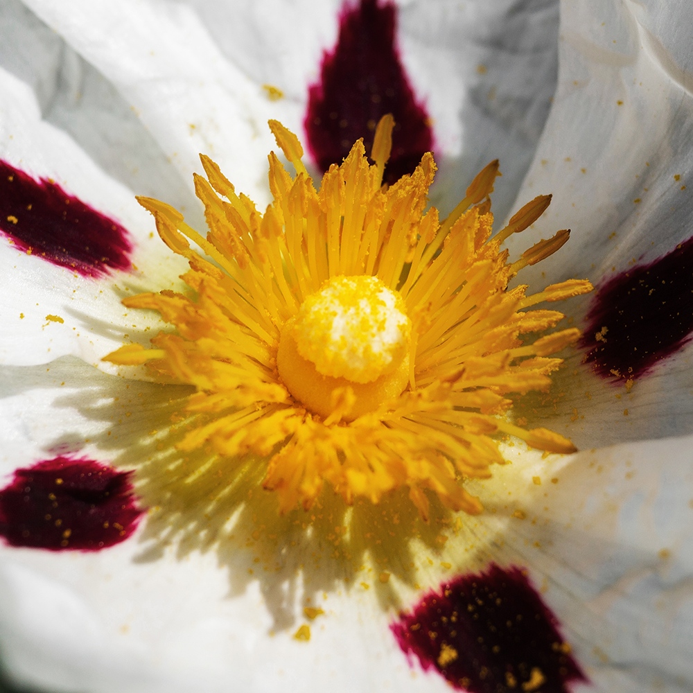 Atelier Cologne 勞丹脂細節示意圖