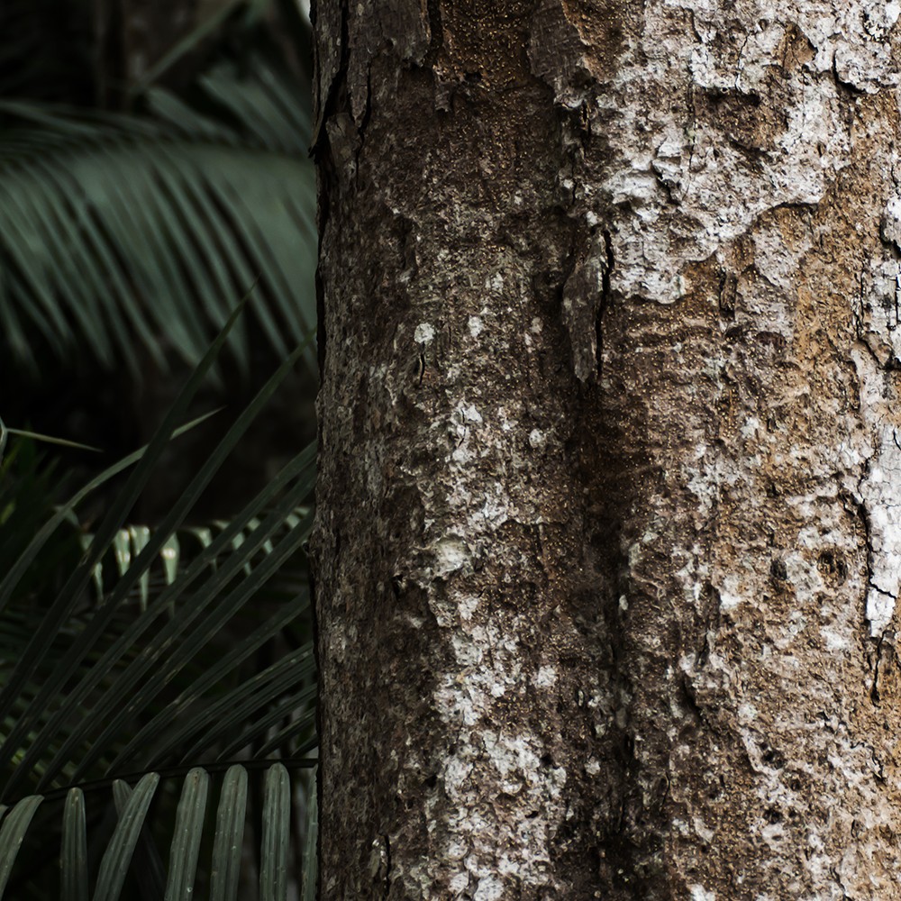 Atelier Cologne 沉香香調示意圖