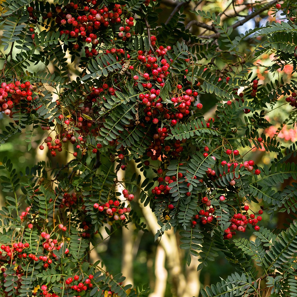 Atelier Cologne 粉紅胡椒示意圖