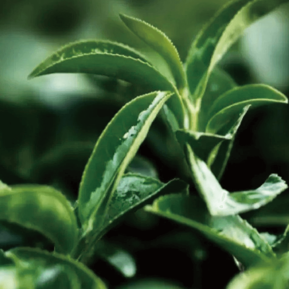 Atelier Cologne 烏龍茶諧香調示意圖