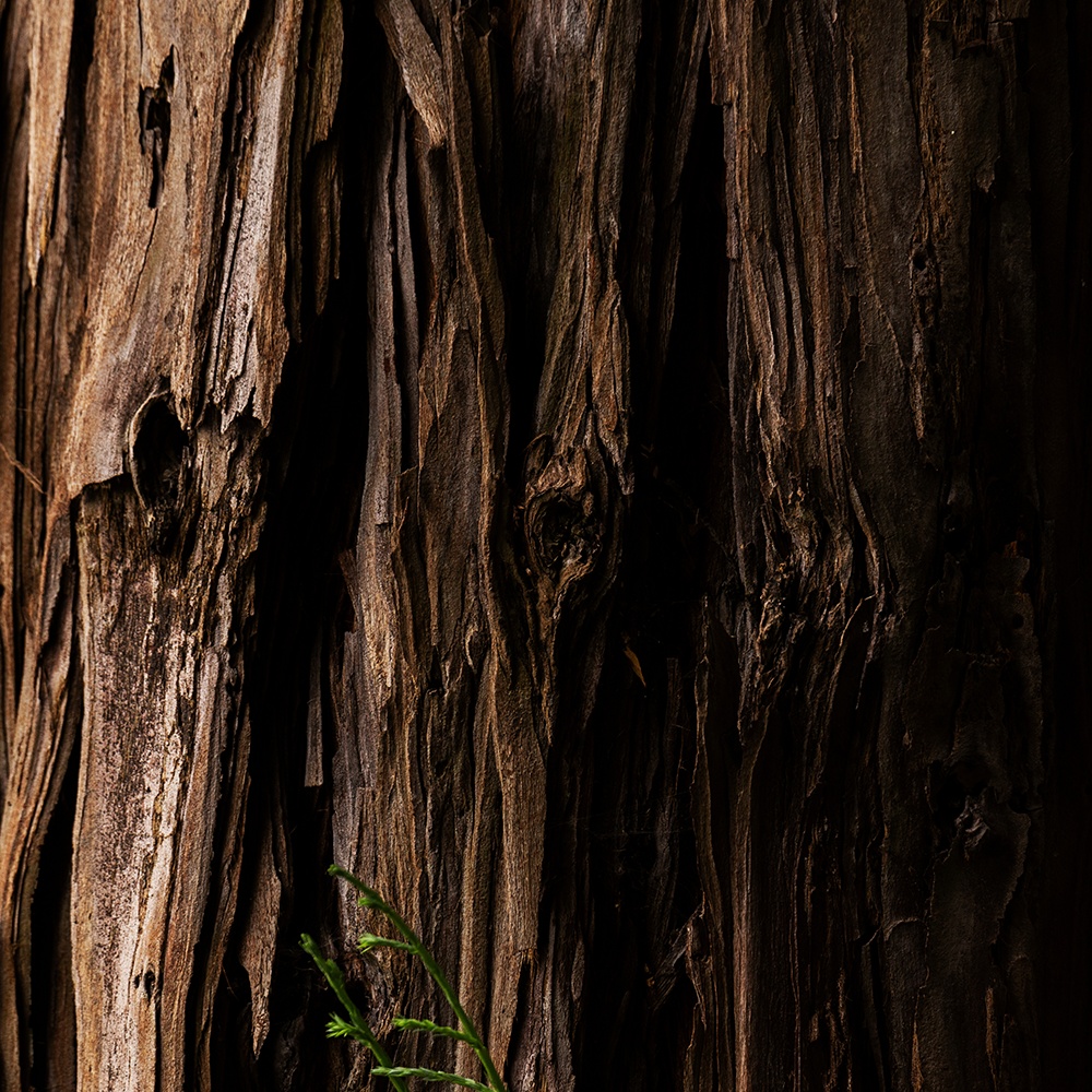 Atelier Cologne 癒創木細節示意圖