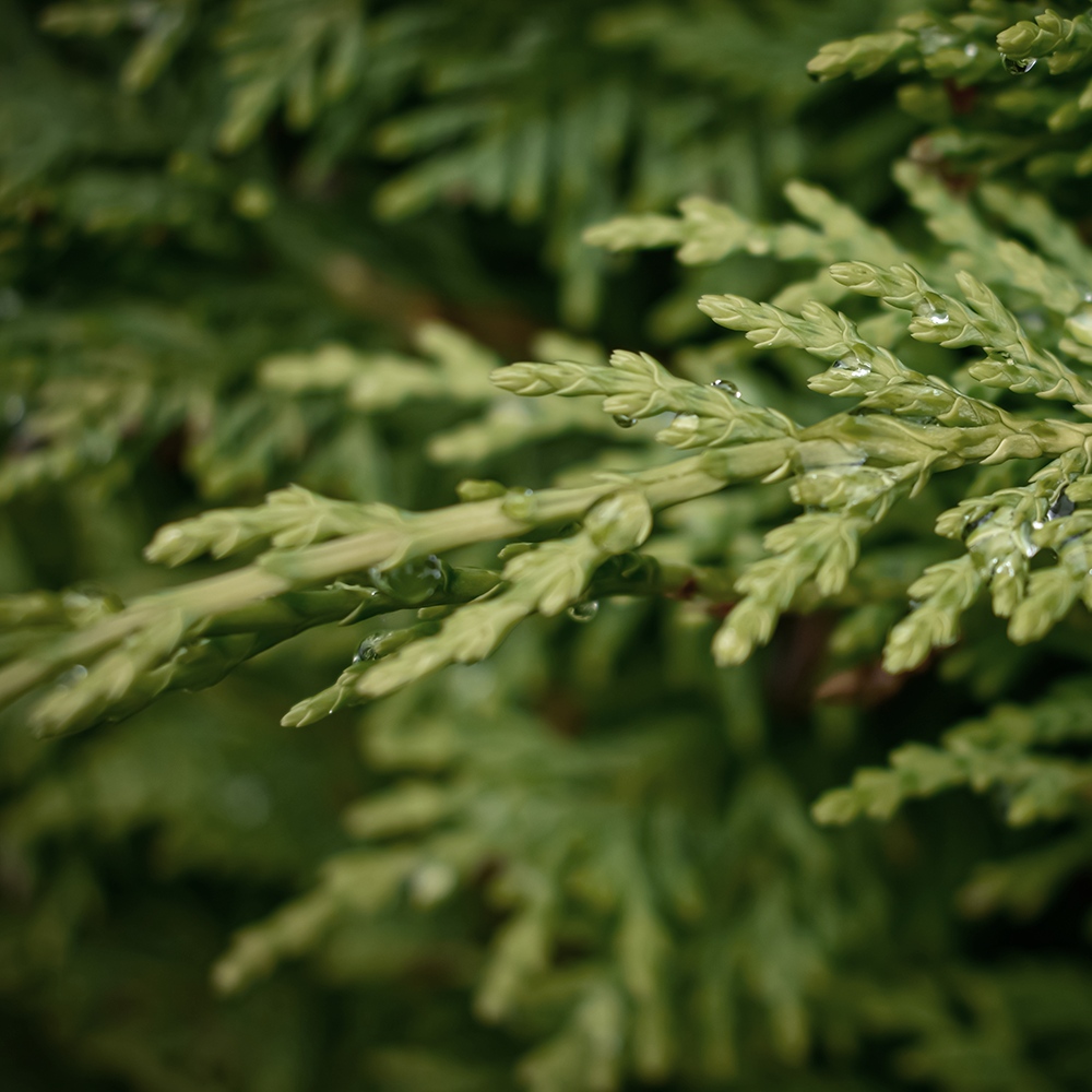 Atelier Cologne 絲柏細節示意圖