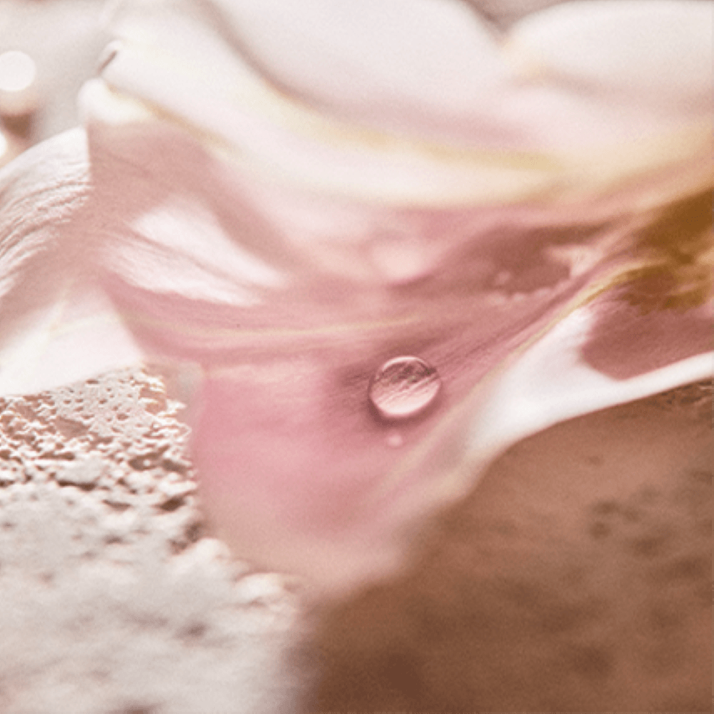 Atelier Cologne 芍藥香調細節示意圖