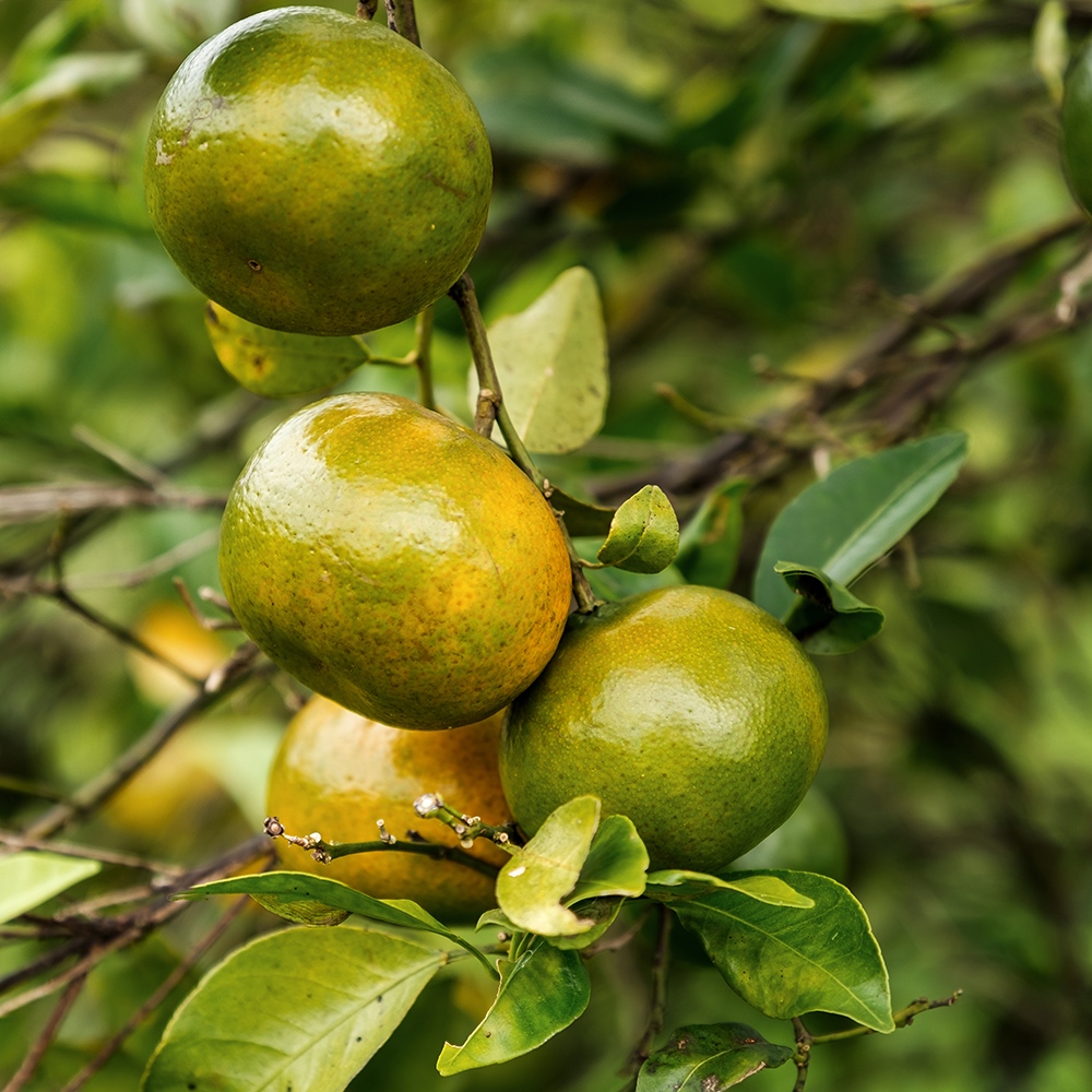 Atelier Cologne 青橘示意圖