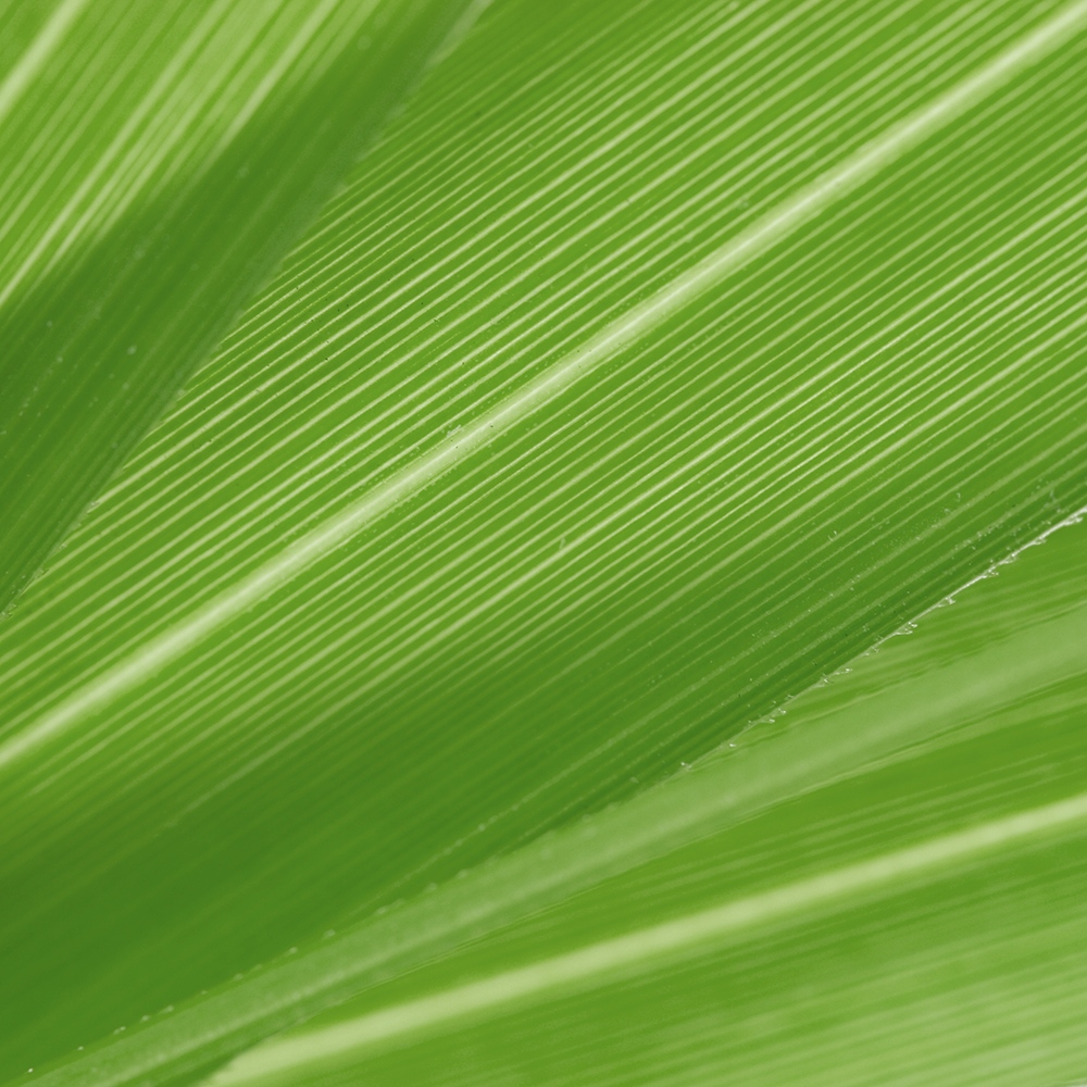 Atelier Cologne 紙莎草細節示意圖