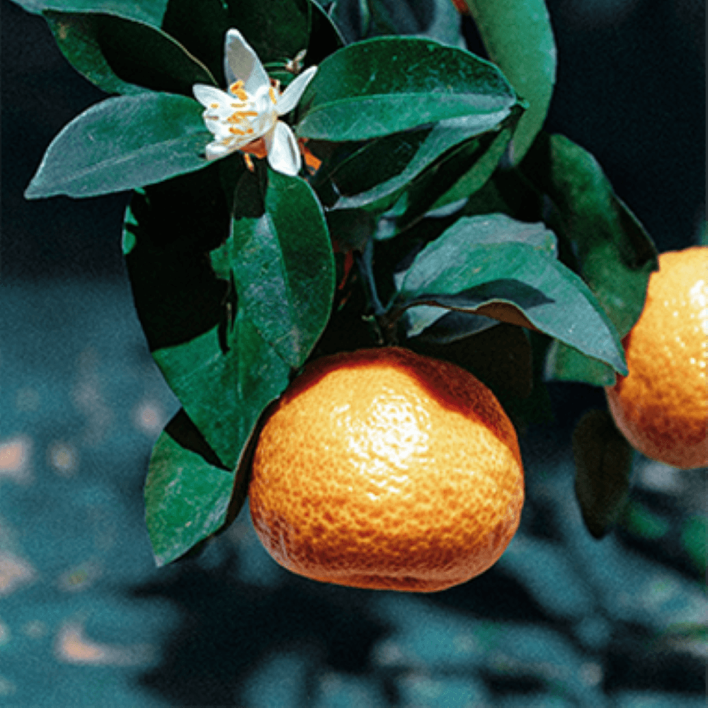 Atelier Cologne 示意圖