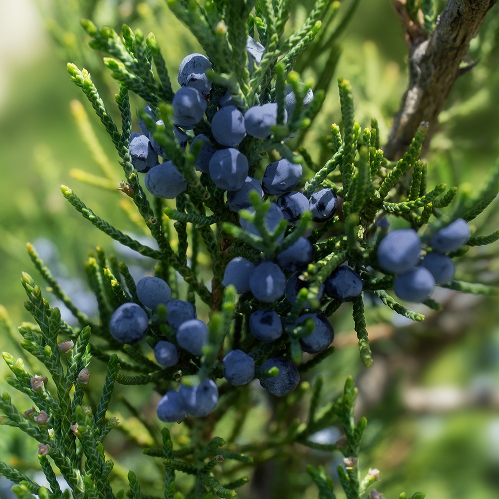 Atelier Cologne 杜松漿果示意圖