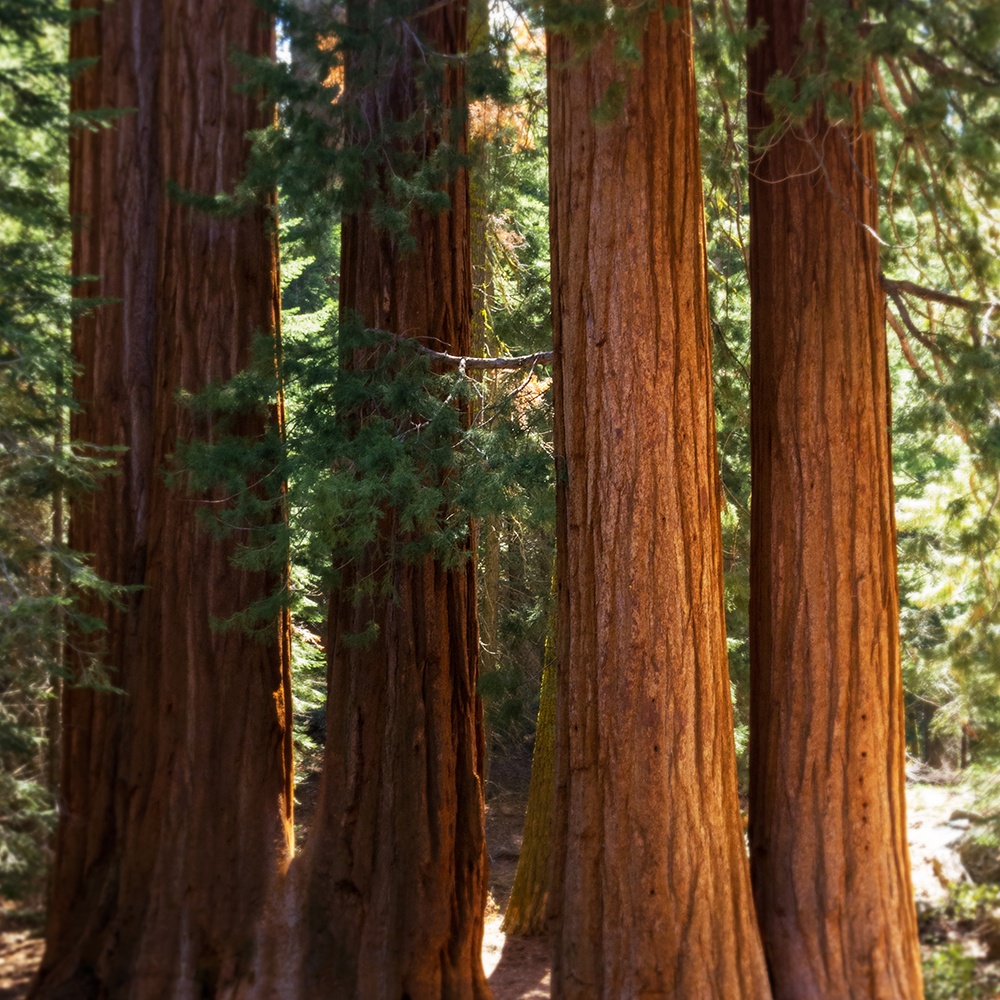 Atelier Cologne 雪松示意圖