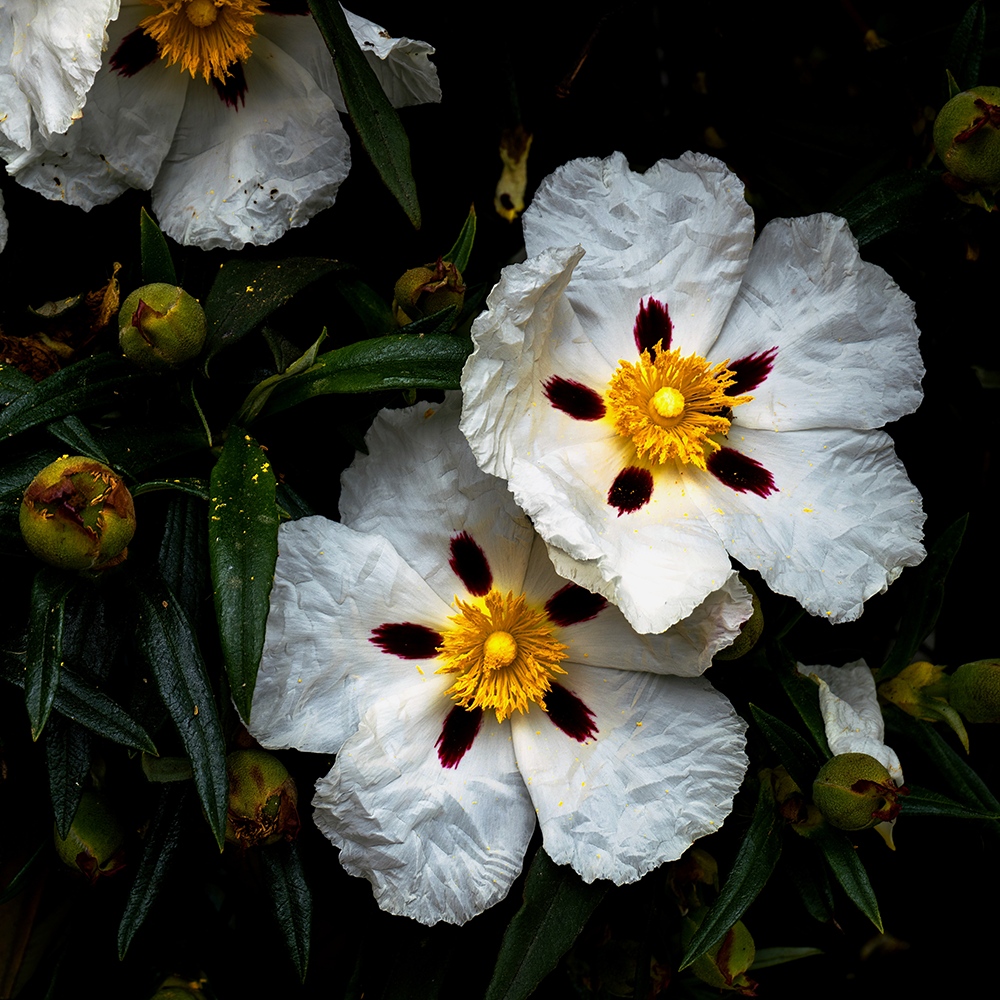 Atelier Cologne 勞丹脂示意圖