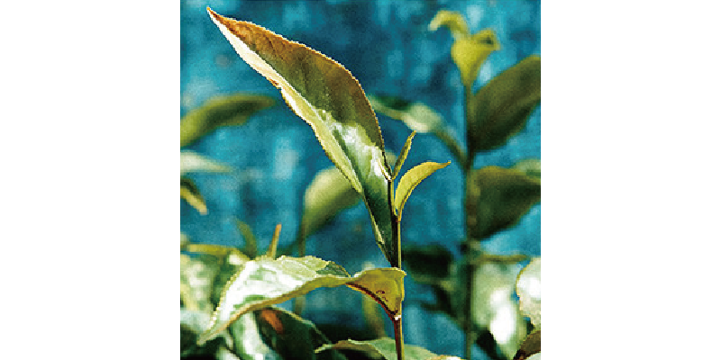 新鮮烏龍茶葉特寫,呈現清新自然的茶香氣息